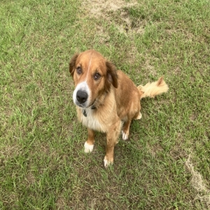 adoptable Dog in Van, TX named Alice